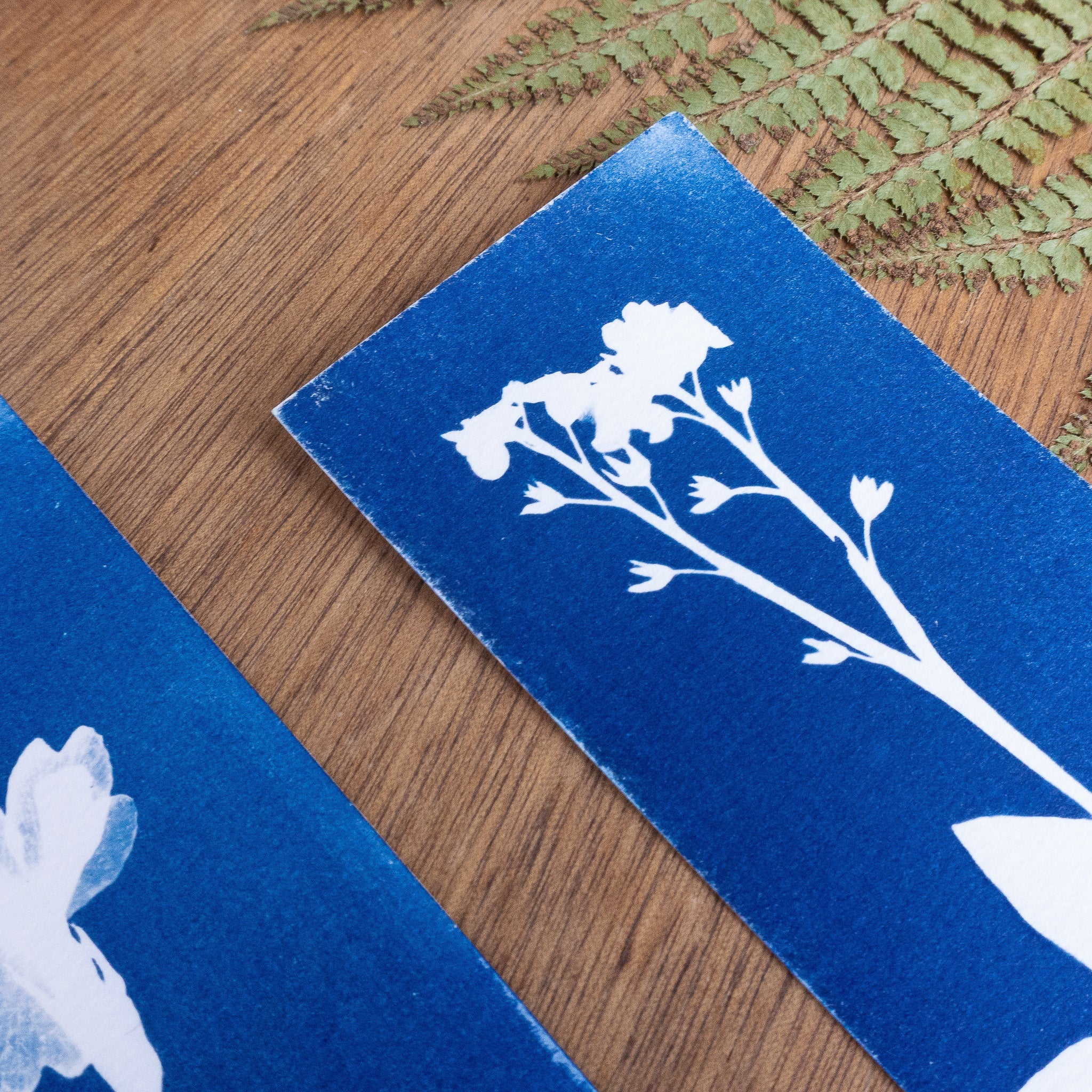 Set de 3 Marques-page - Plantes sur cyanotype original