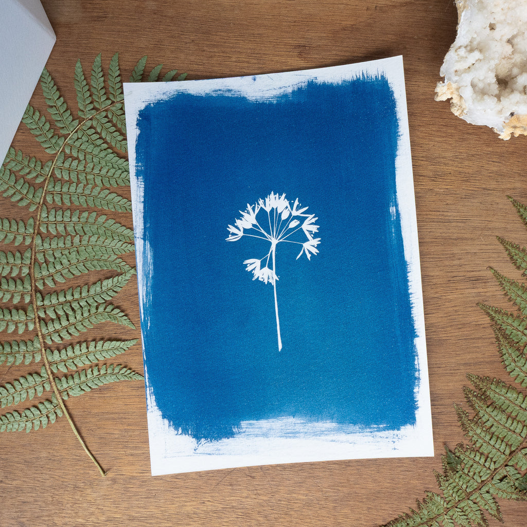 Ombellatus - Tirage cyanotype original