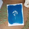 Ombellatus - Tirage cyanotype original
