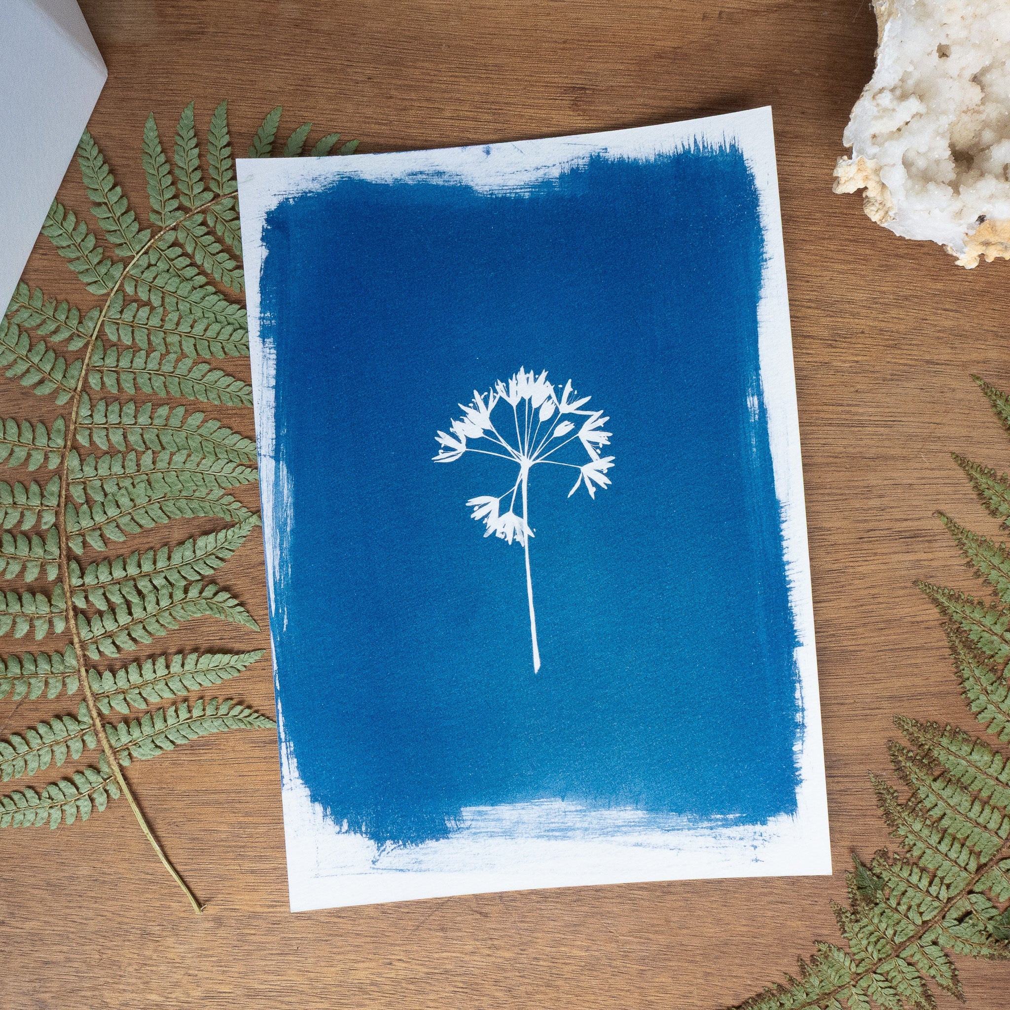 Ombellatus - Tirage cyanotype original