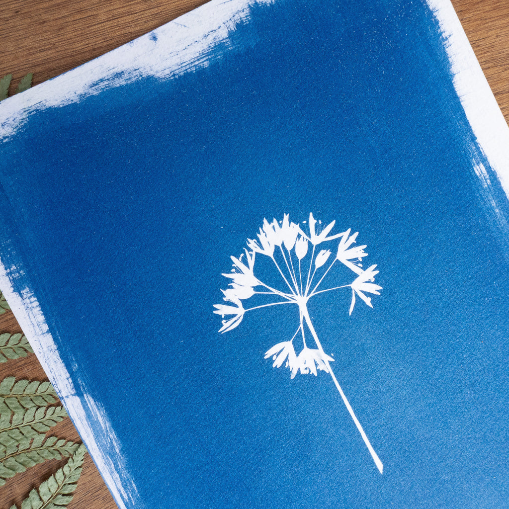 Ombellatus - Tirage cyanotype original