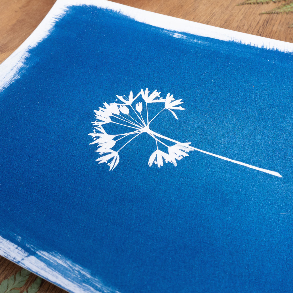 Ombellatus - Tirage cyanotype original