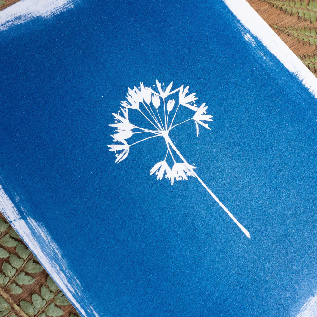 Ombellatus - Tirage cyanotype original