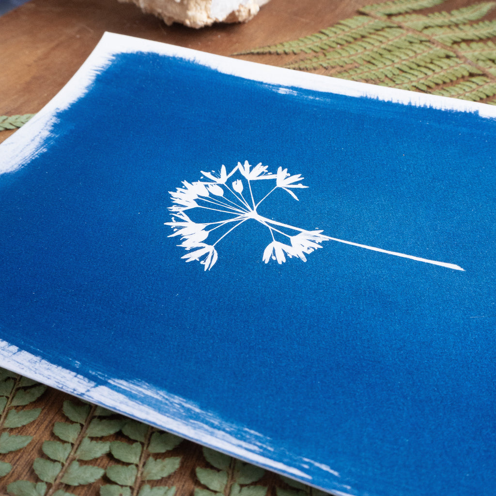 Ombellatus - Tirage cyanotype original