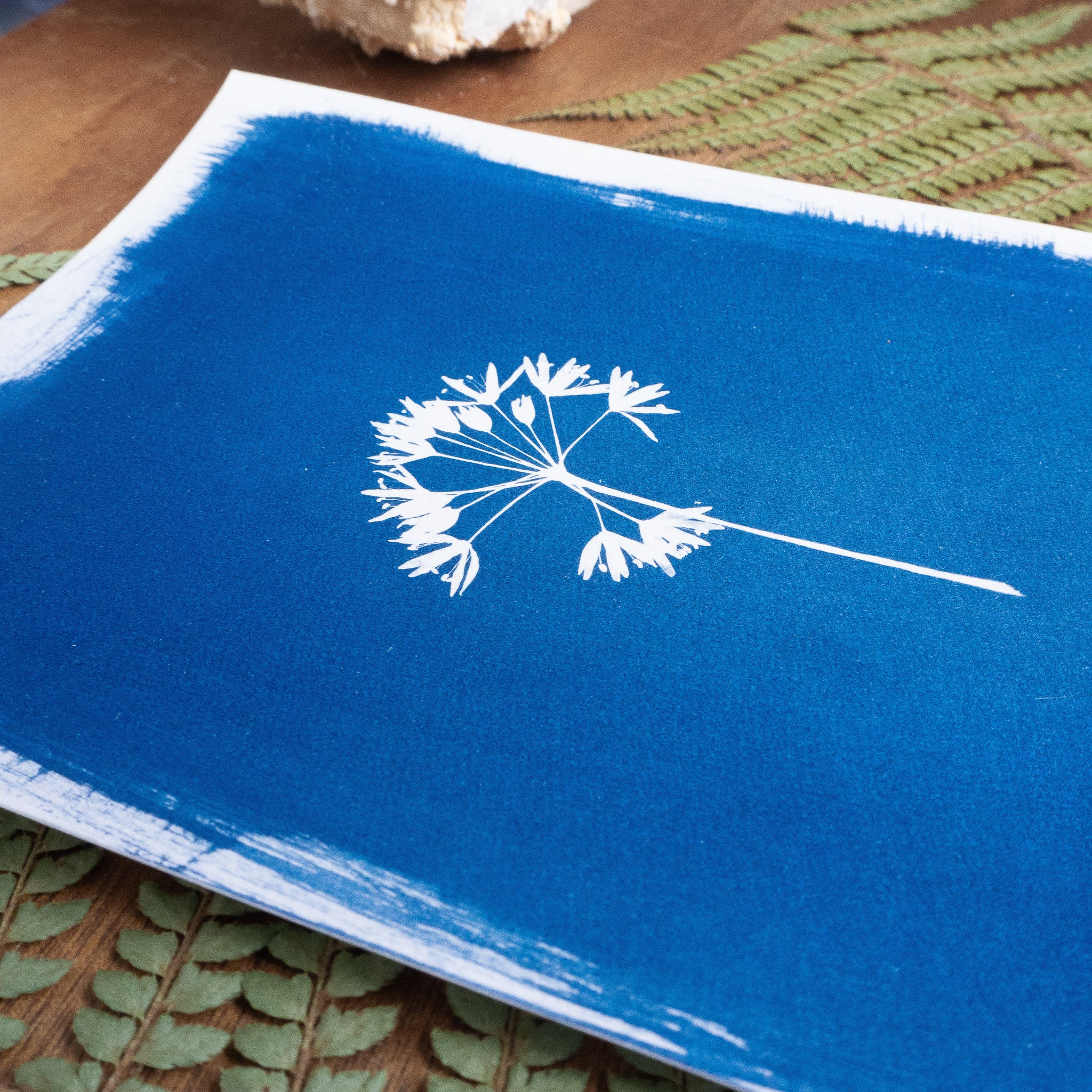 Ombellatus - Tirage cyanotype original