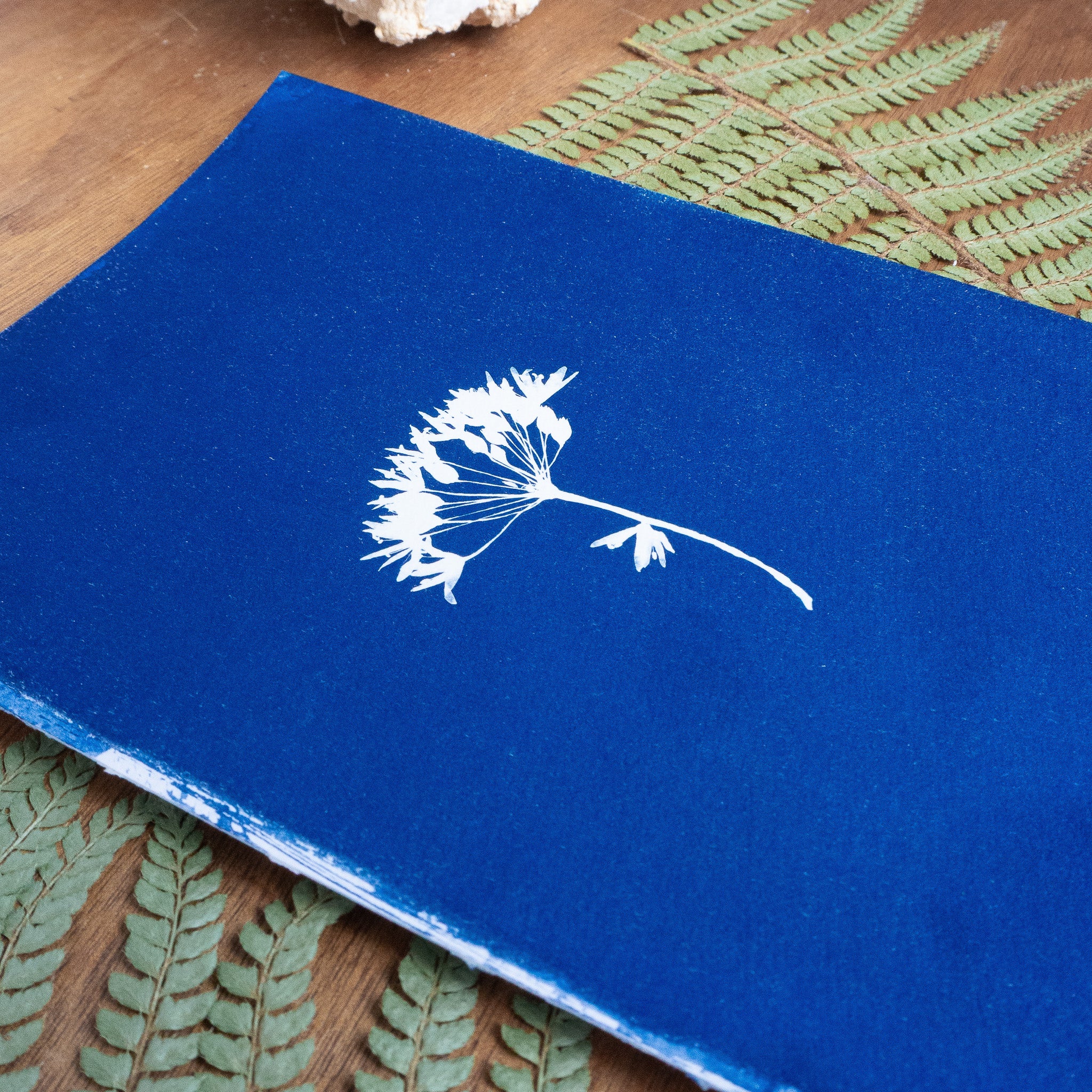 Bleue velours - Tirage cyanotype original