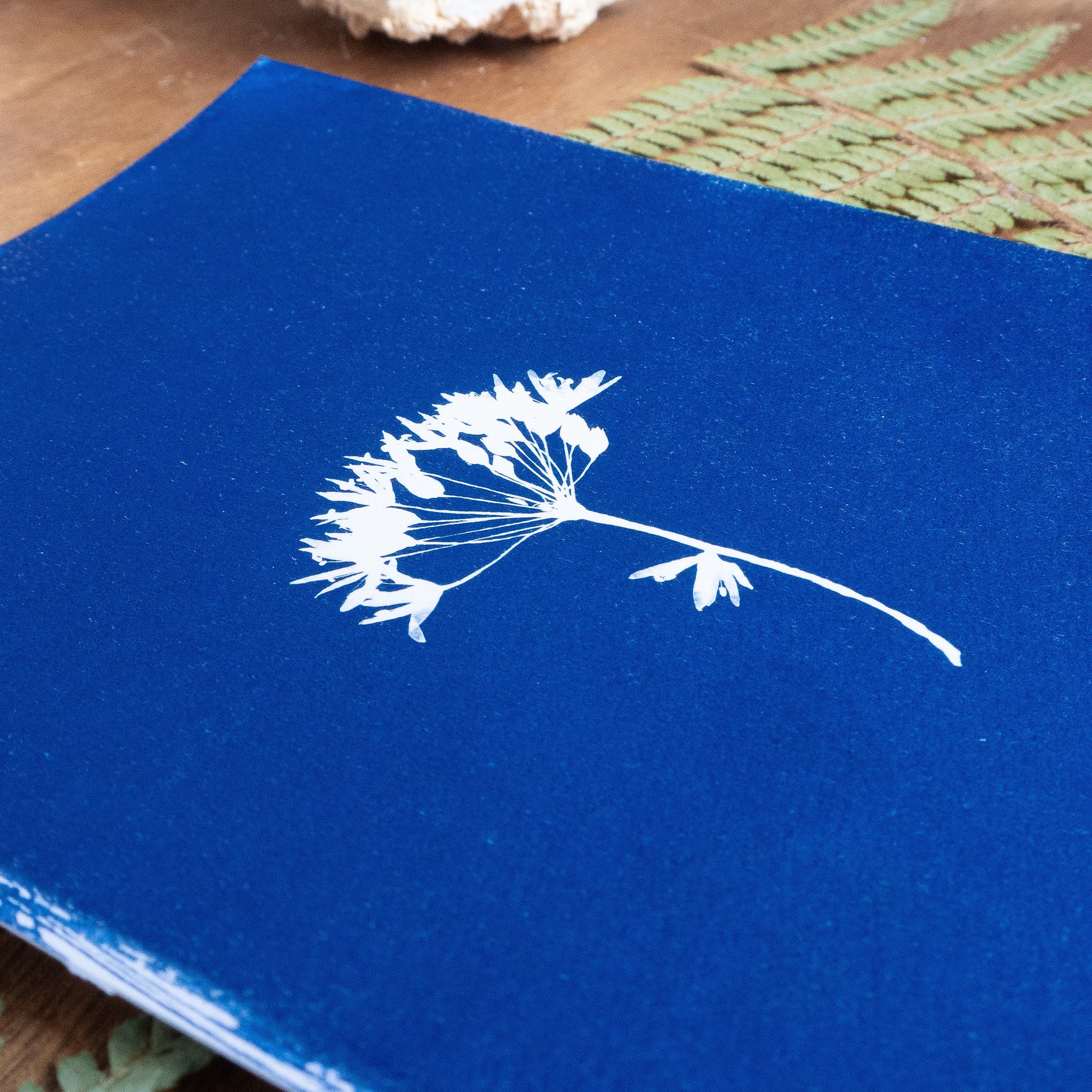 Bleue velours - Tirage cyanotype original
