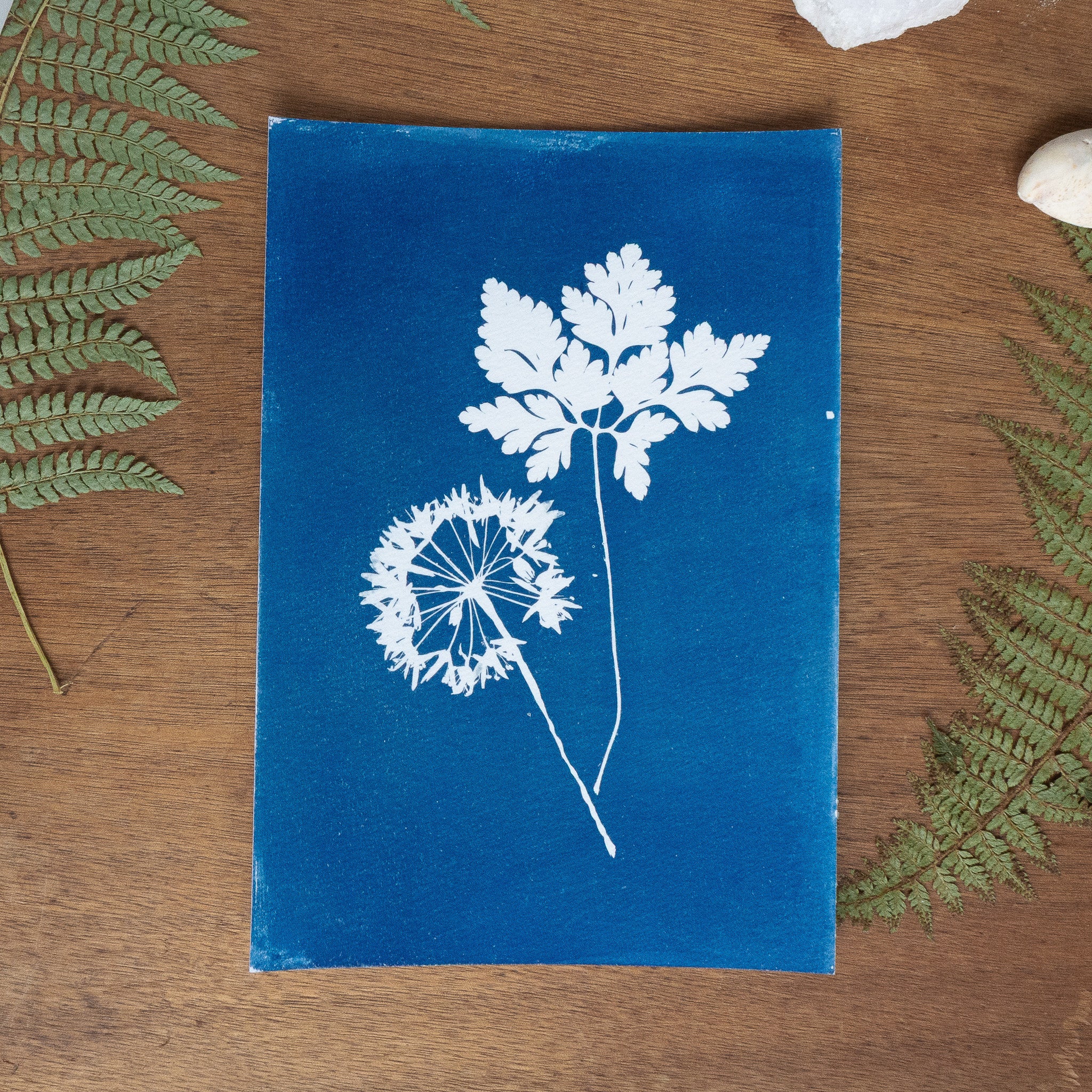 Les immobiles - Tirage cyanotype original
