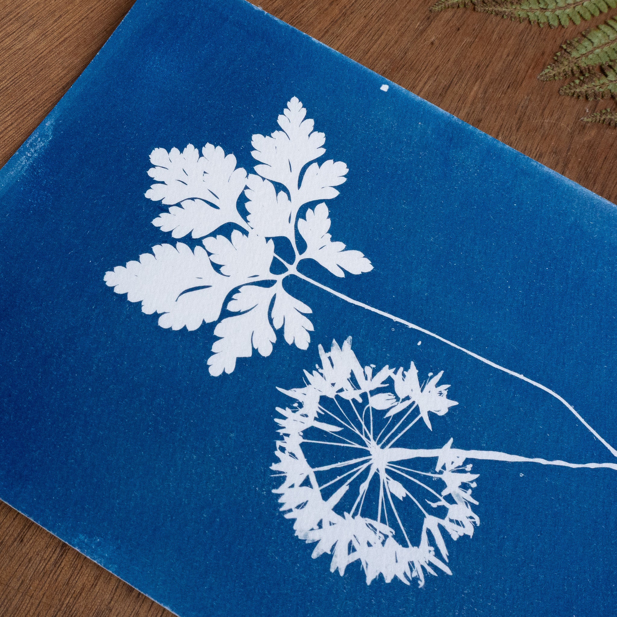 Les immobiles - Tirage cyanotype original