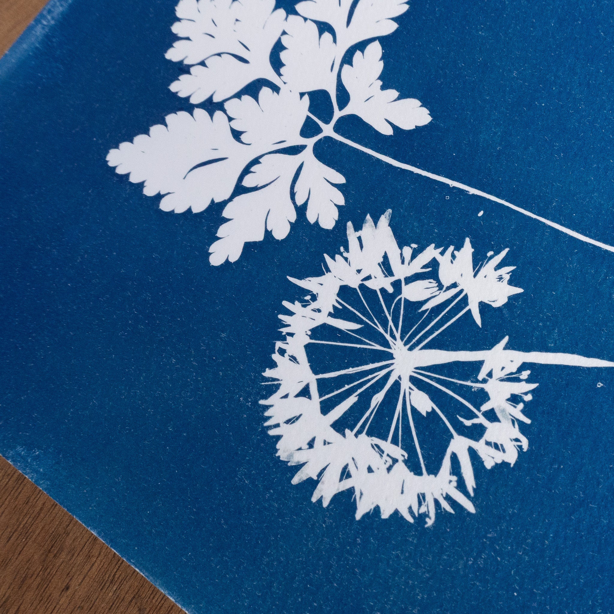 Les immobiles - Tirage cyanotype original