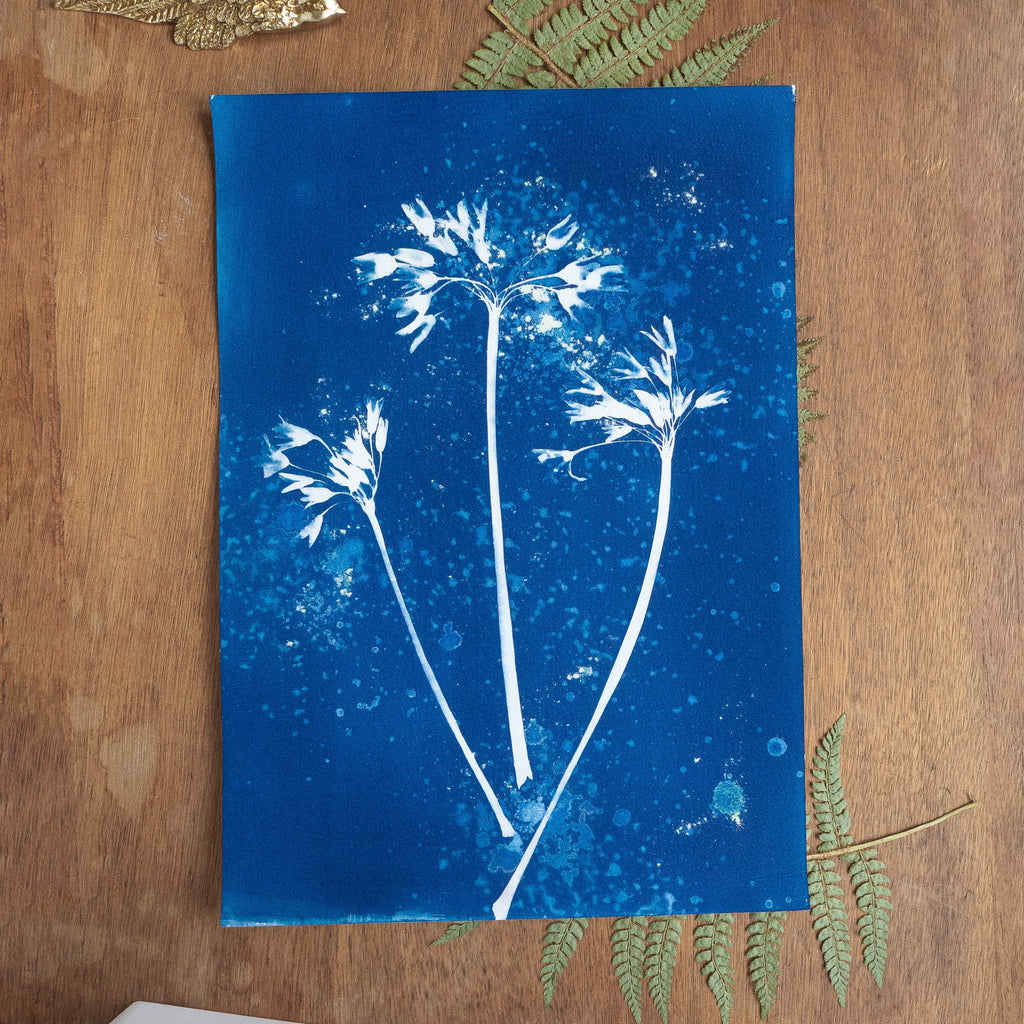 Elégante explosion - Tirage cyanotype humide original