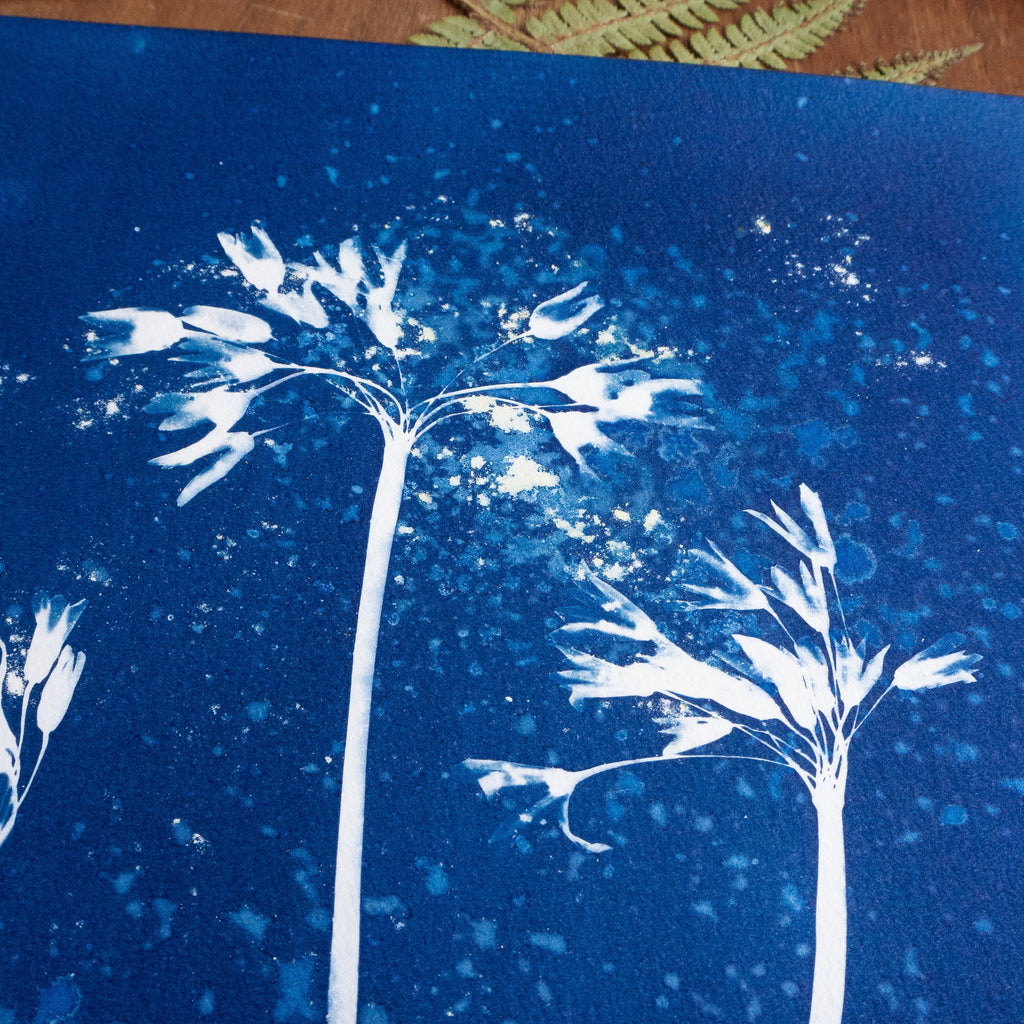 Elégante explosion - Tirage cyanotype humide original
