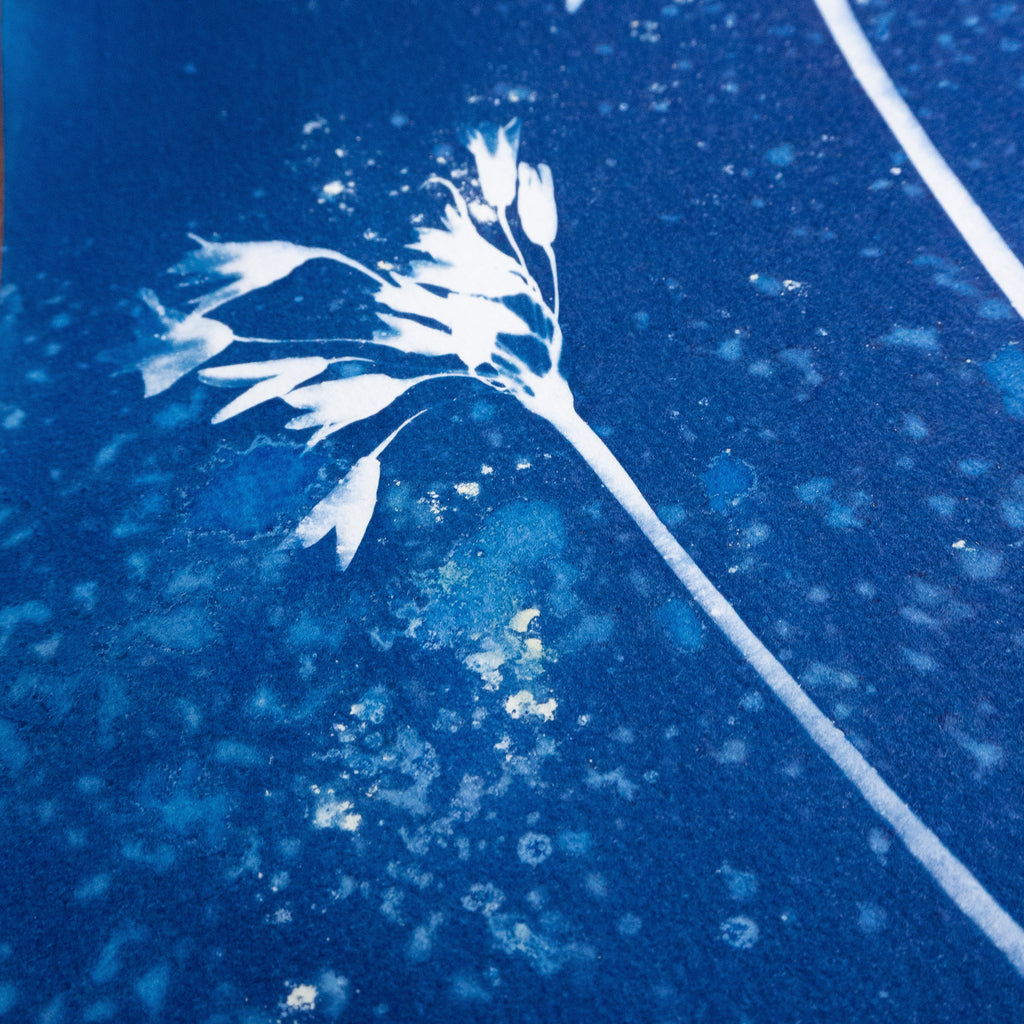 Elégante explosion - Tirage cyanotype humide original