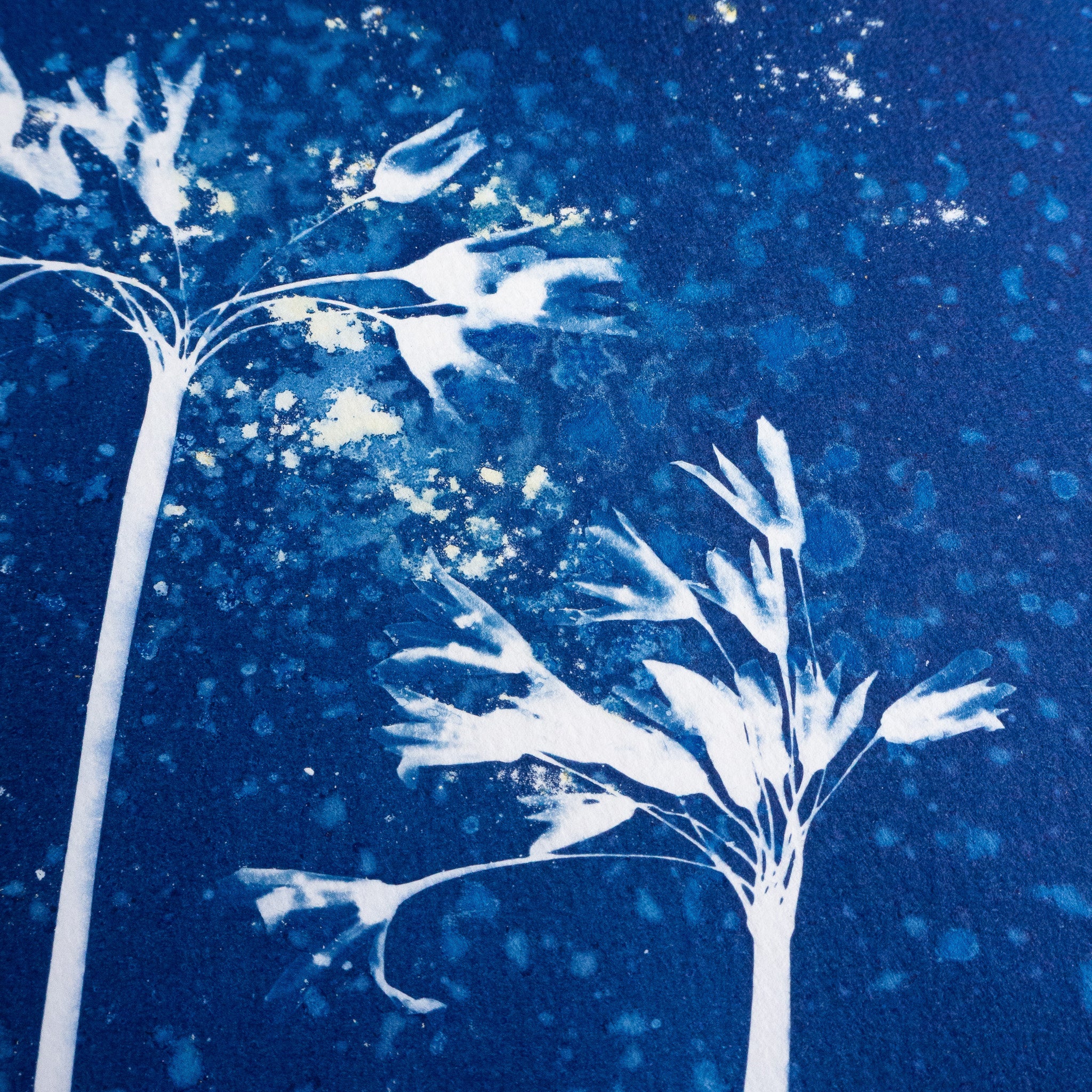 Elégante explosion - Tirage cyanotype humide original