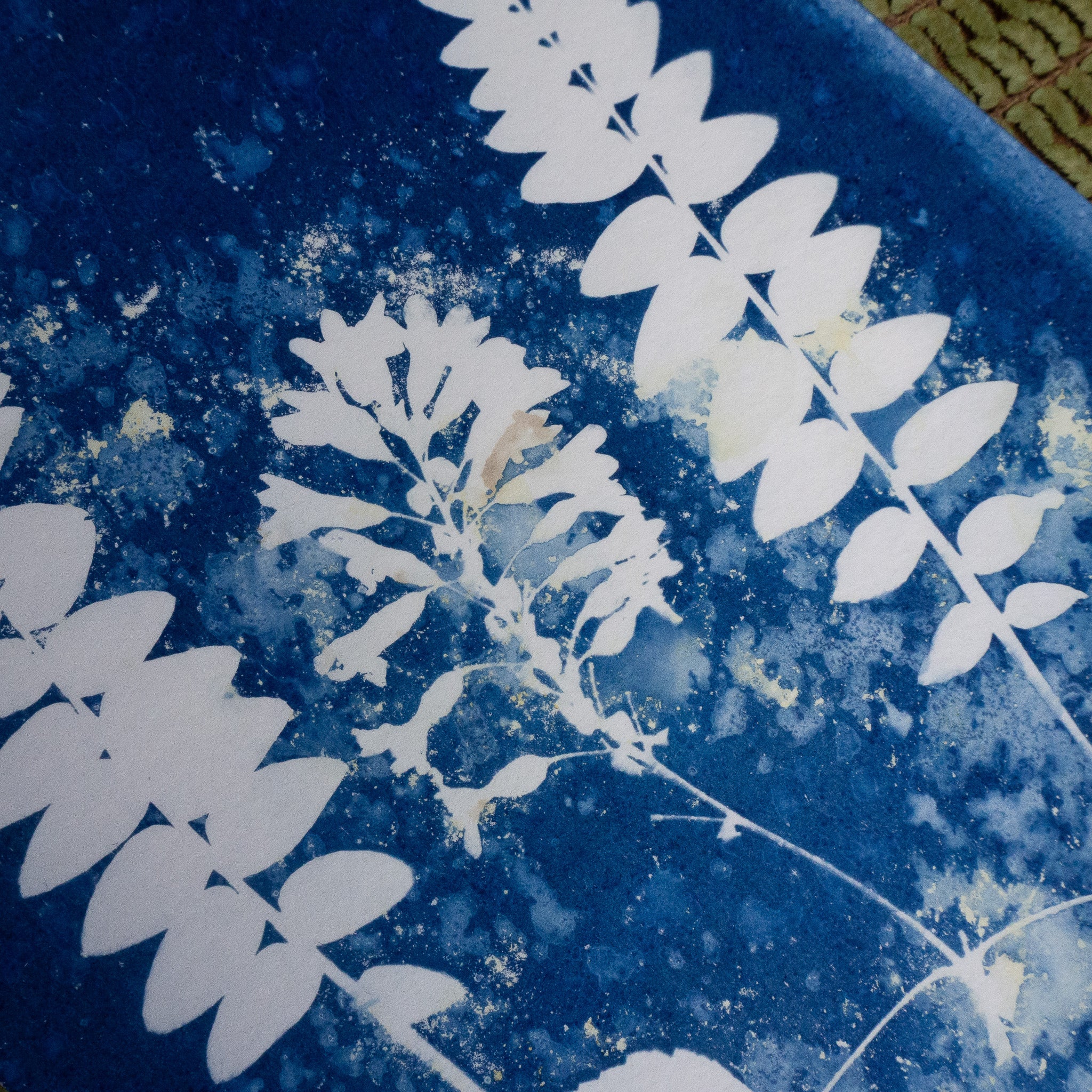 Trio végétal - Tirage cyanotype humide original
