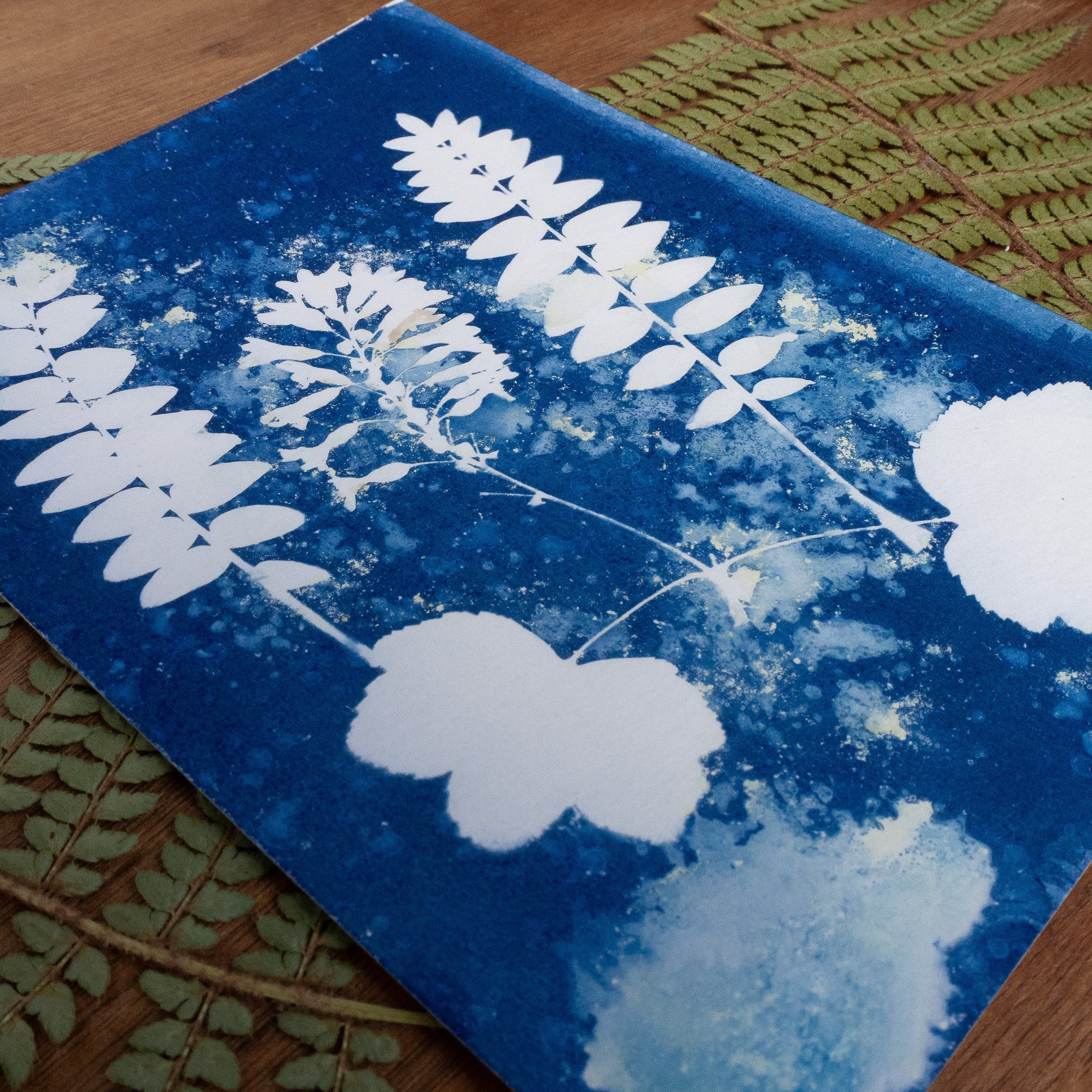 Trio végétal - Tirage cyanotype humide original