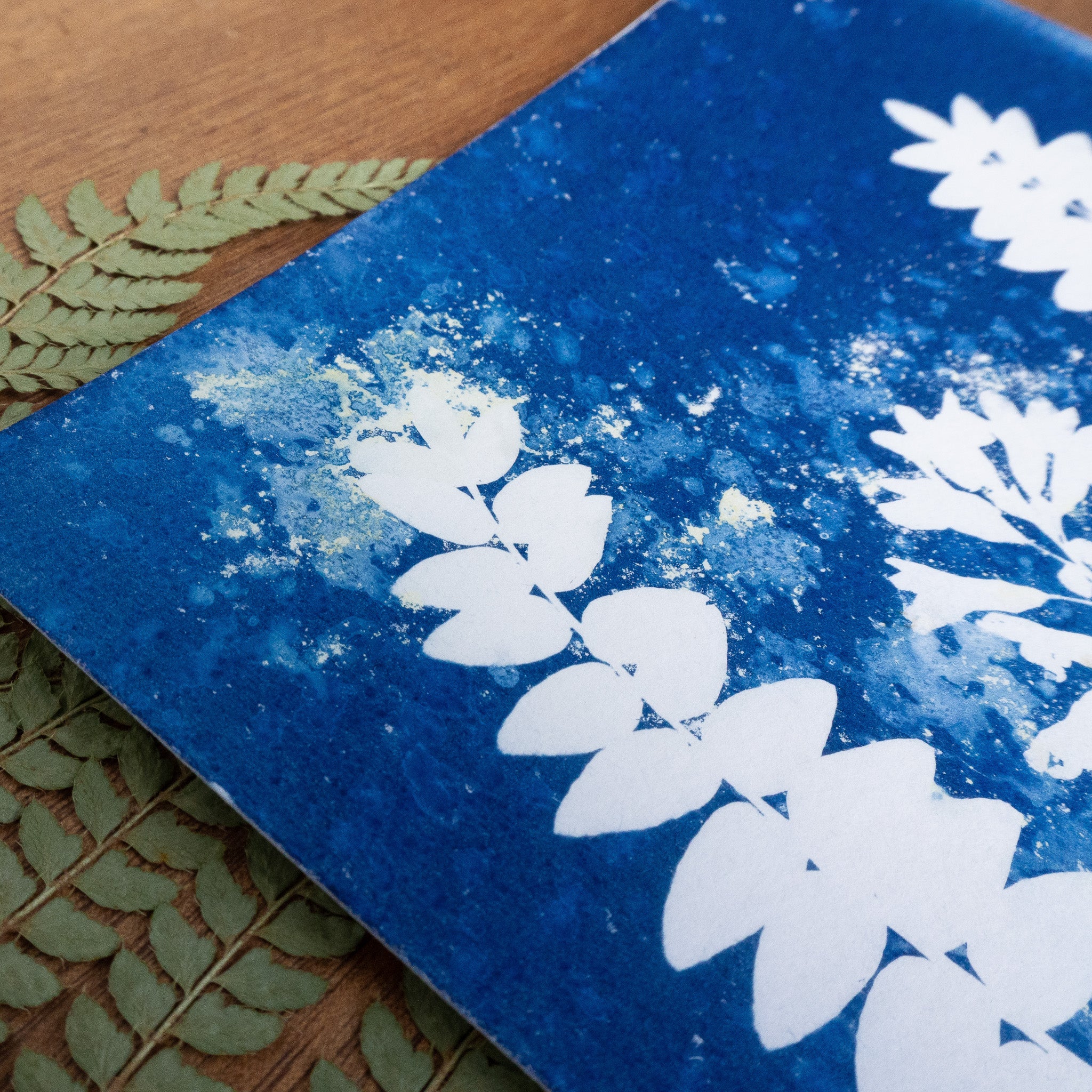 Trio végétal - Tirage cyanotype humide original