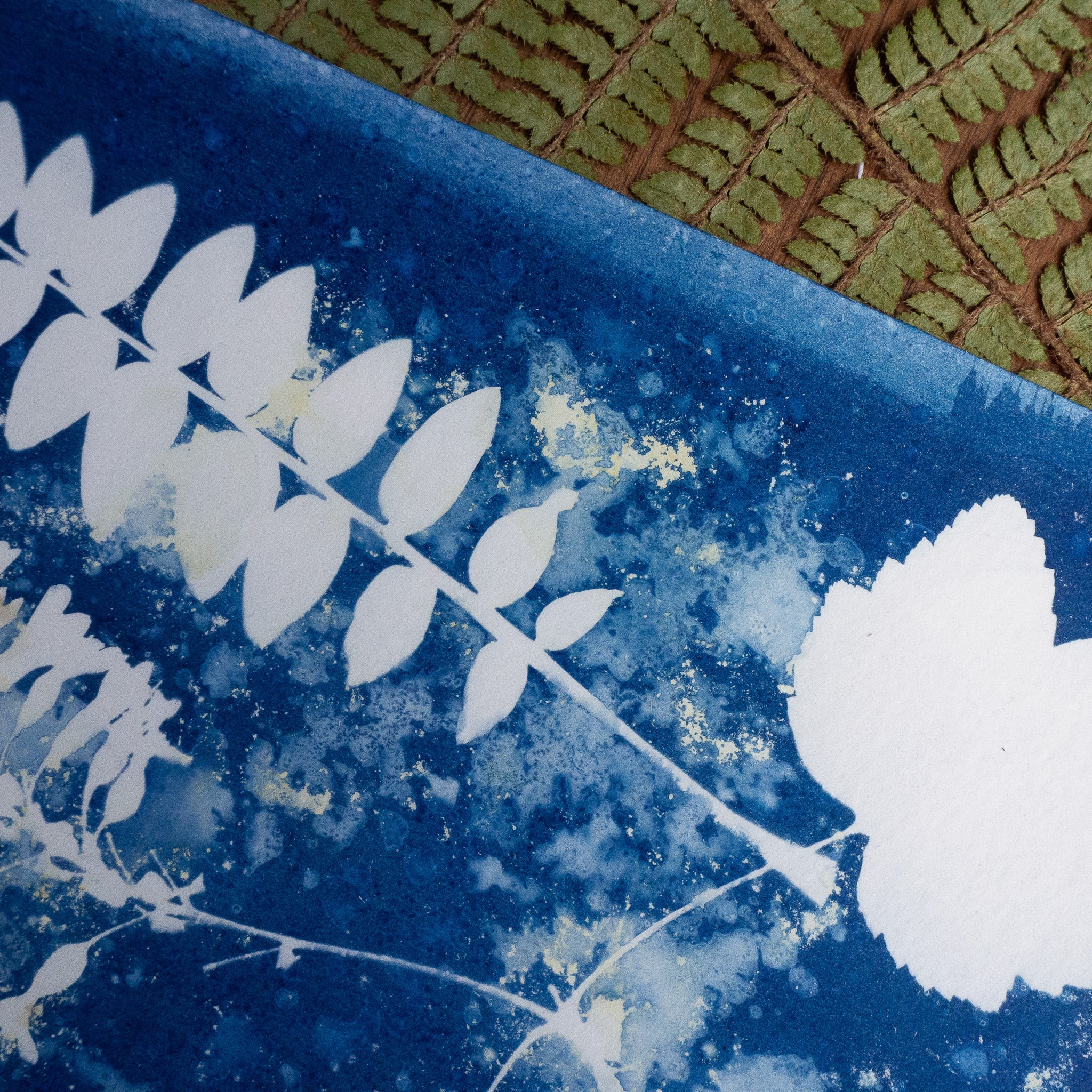 Trio végétal - Tirage cyanotype humide original