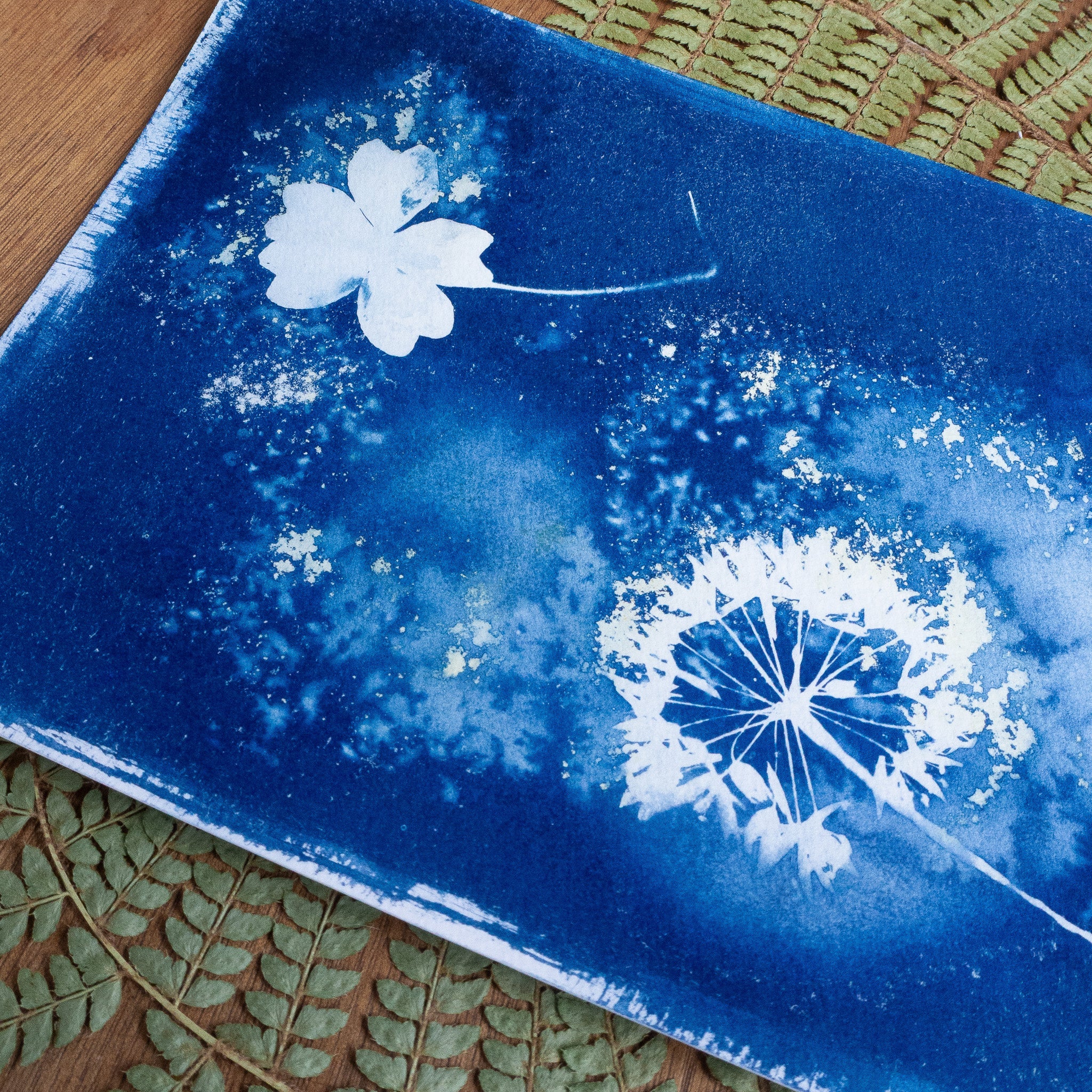 Brume sauvage - Tirage cyanotype humide original