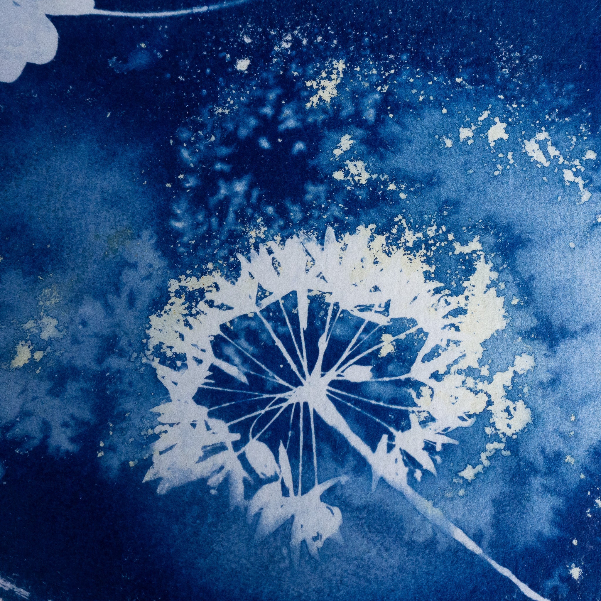 Brume sauvage - Tirage cyanotype humide original