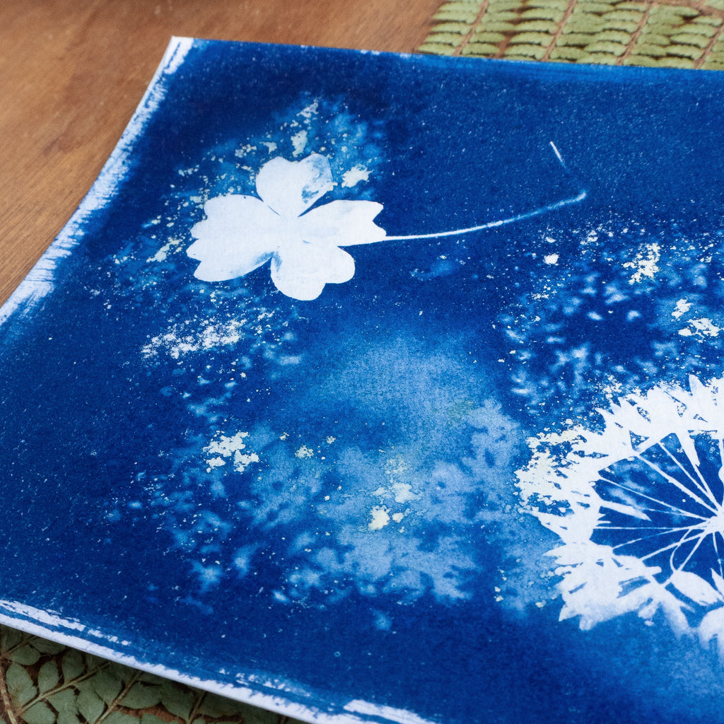 Brume sauvage - Tirage cyanotype humide original