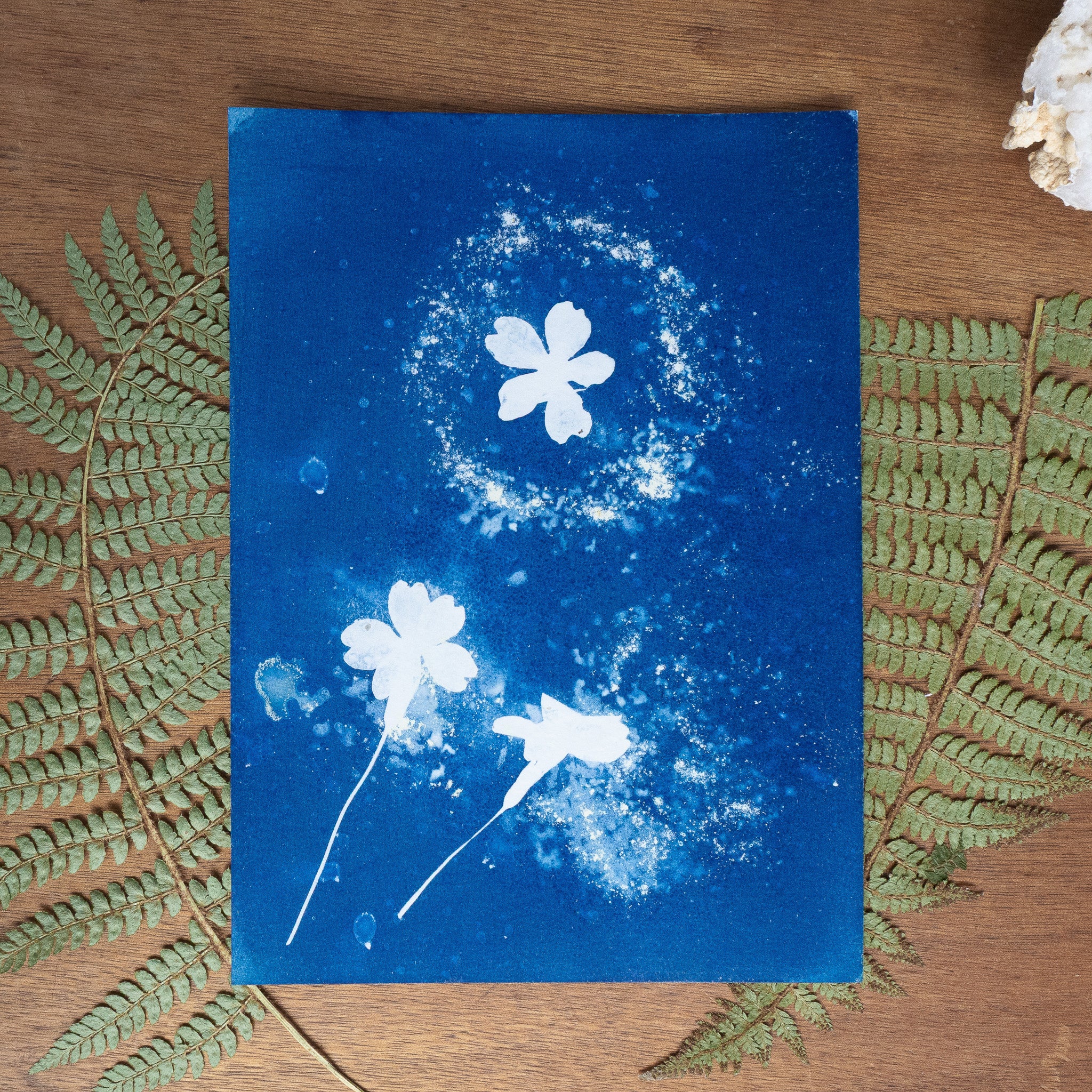 Halo - Tirage cyanotype humide original