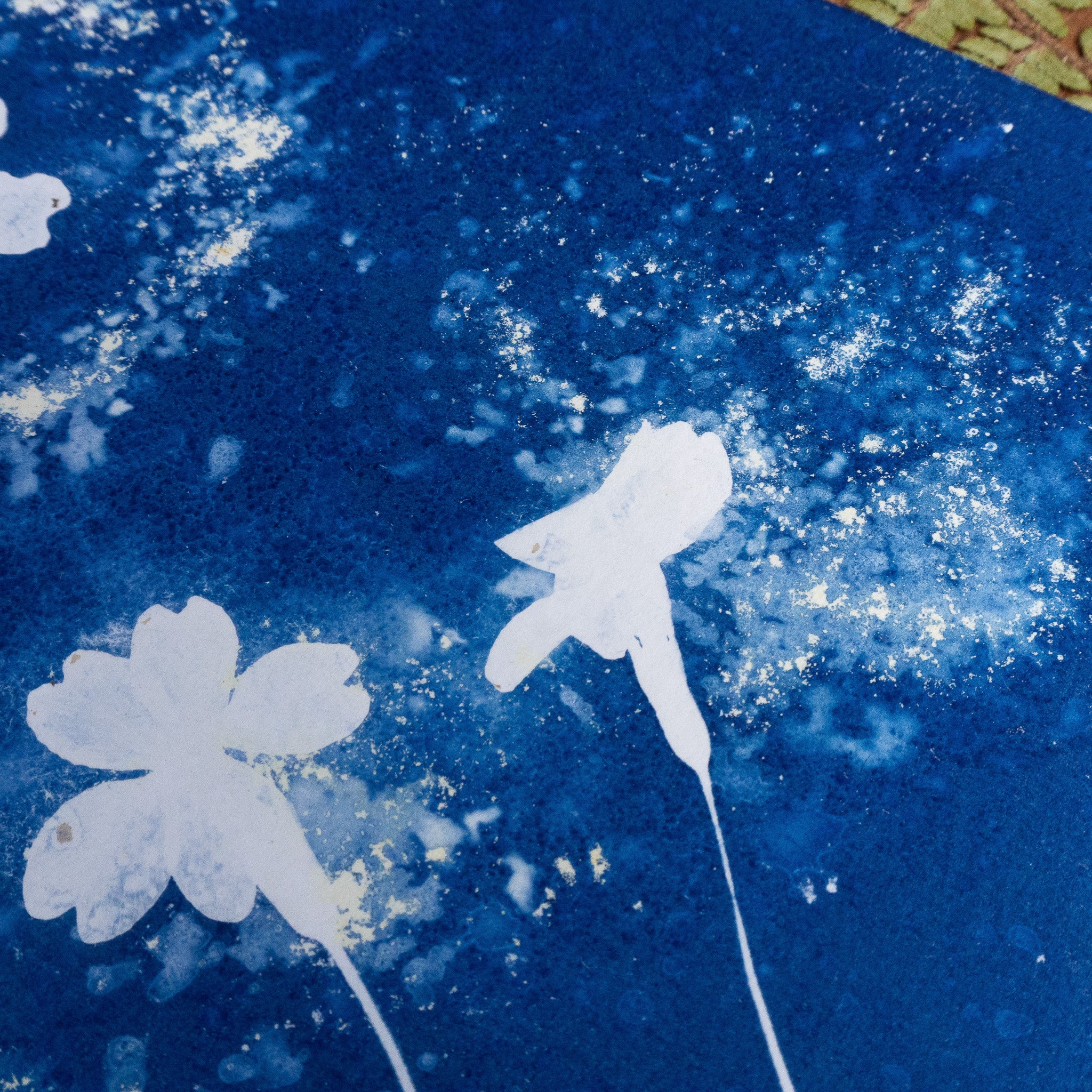 Halo - Tirage cyanotype humide original