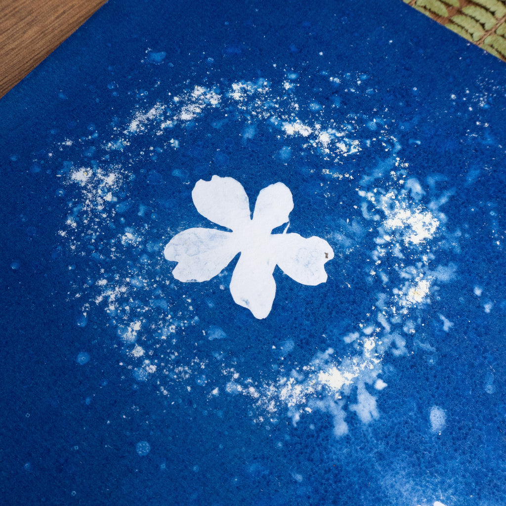 Halo - Tirage cyanotype humide original