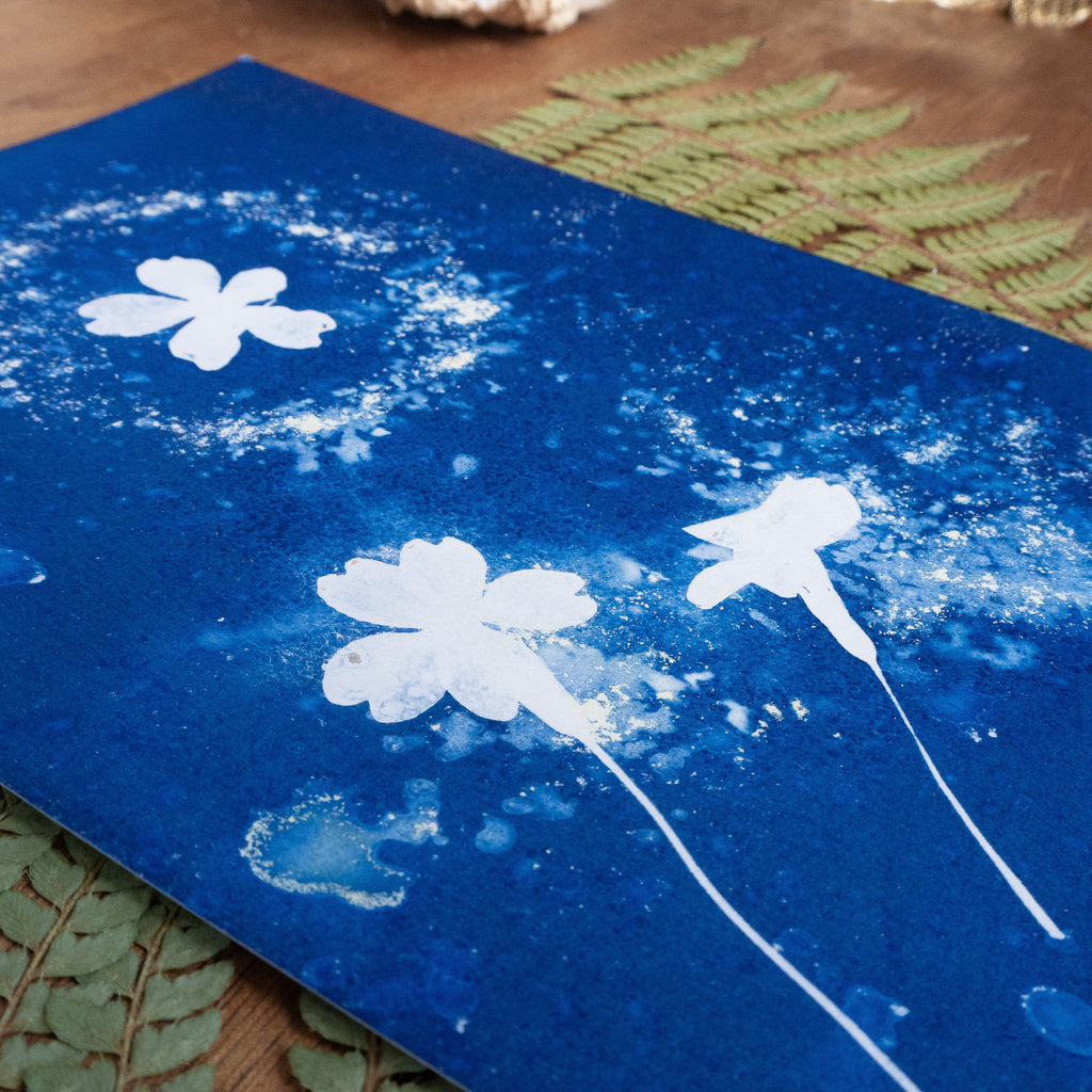Halo - Tirage cyanotype humide original