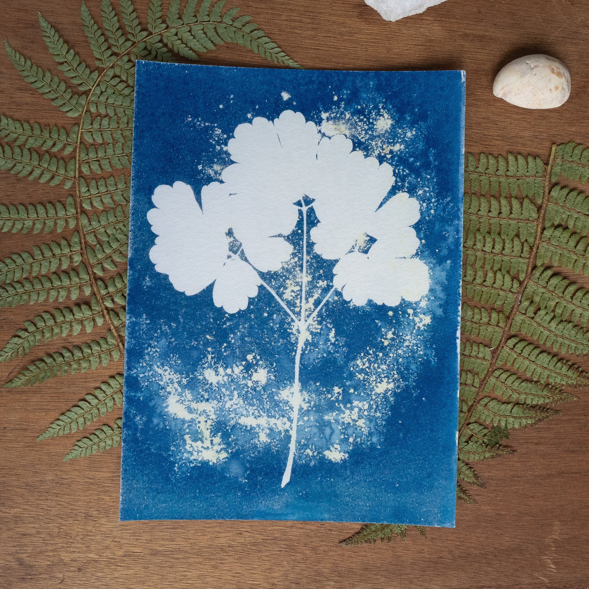 Bleu fragile - Tirage cyanotype humide original