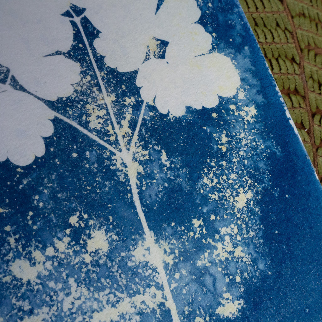 Bleu fragile - Tirage cyanotype humide original