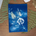 Ombelle de printemps - Tirage cyanotype humide original