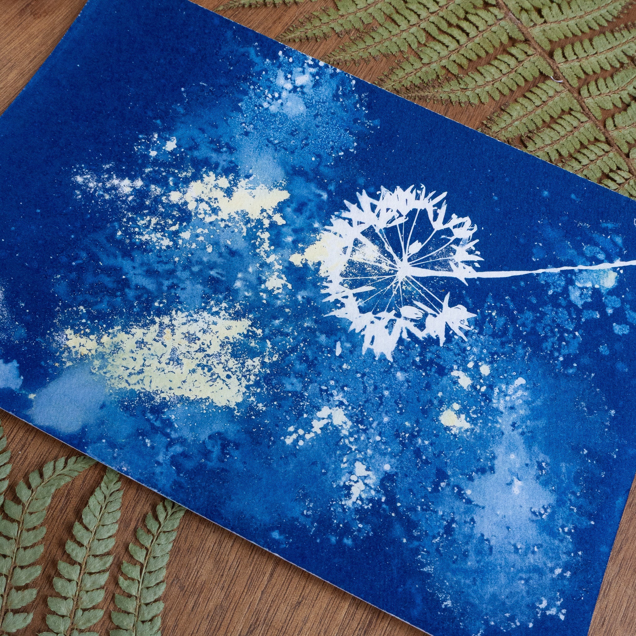 Ombelle de printemps - Tirage cyanotype humide original