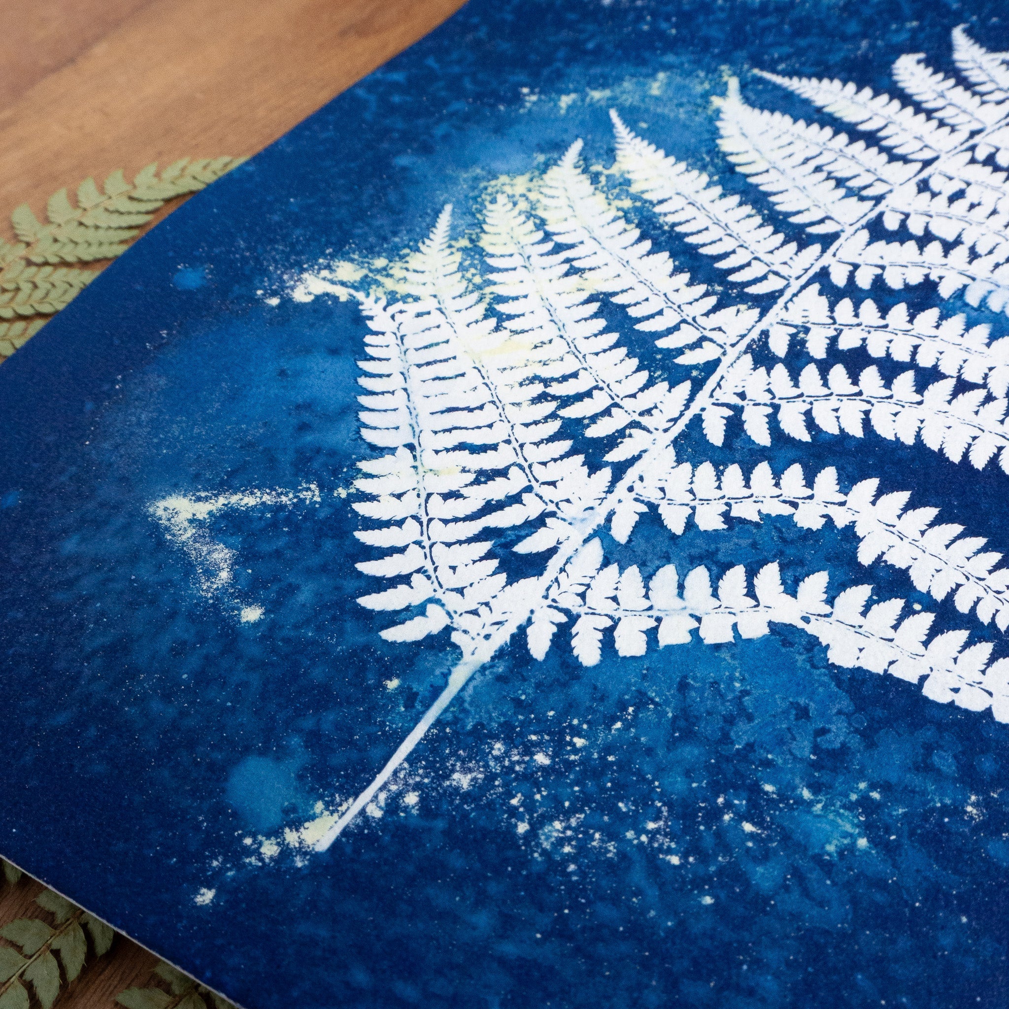 Fougère 1 - Tirage cyanotype humide original