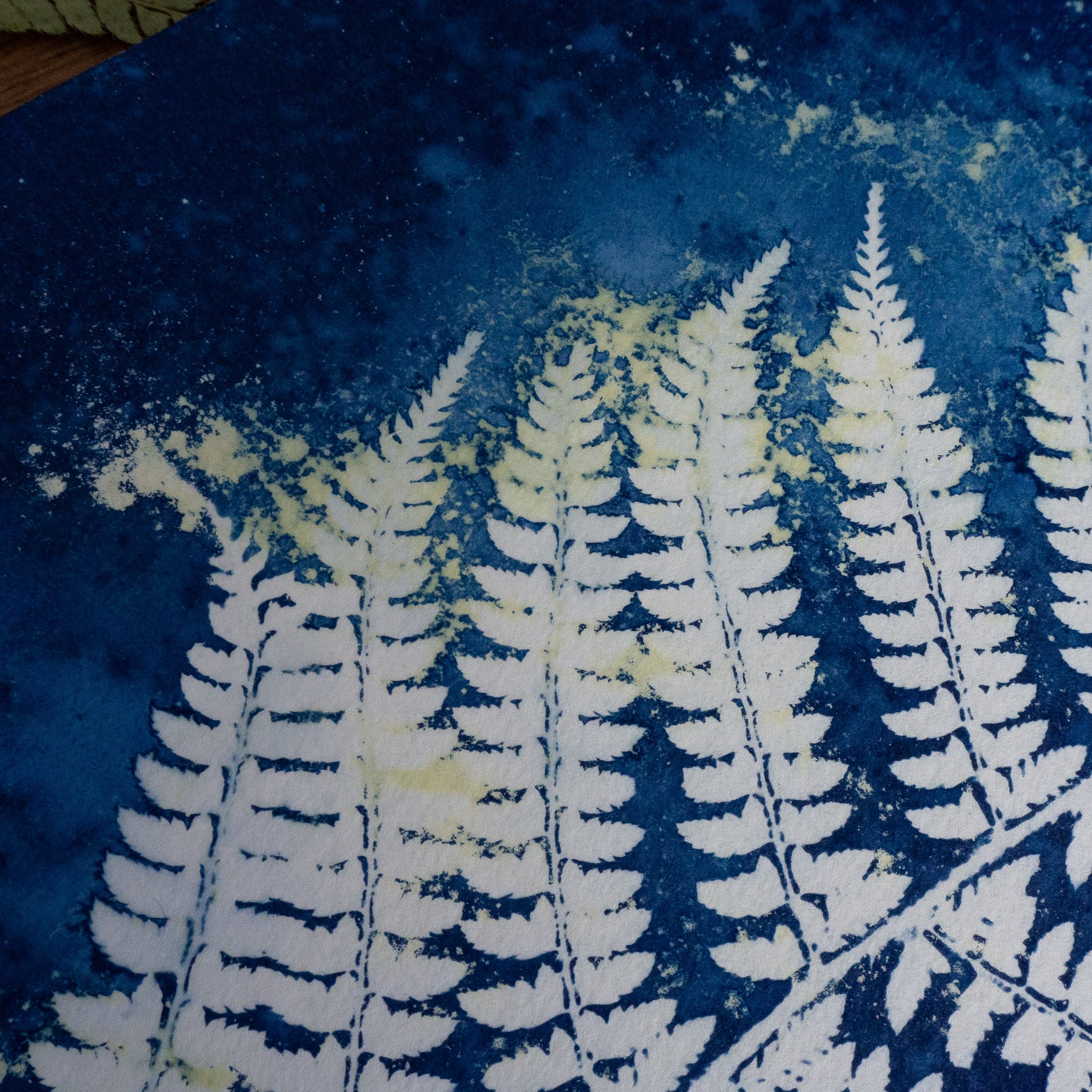 Fougère 1 - Tirage cyanotype humide original