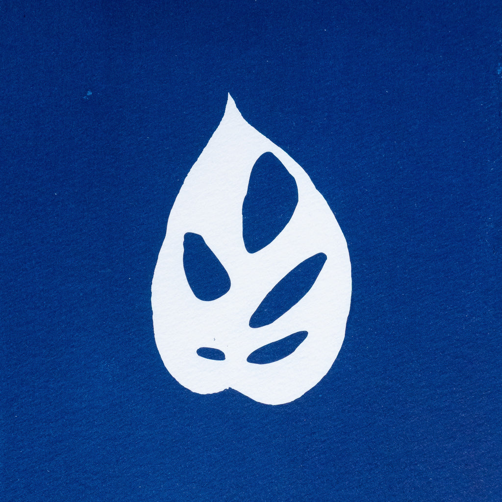 Monstera Adansonii - Tirage cyanotype original