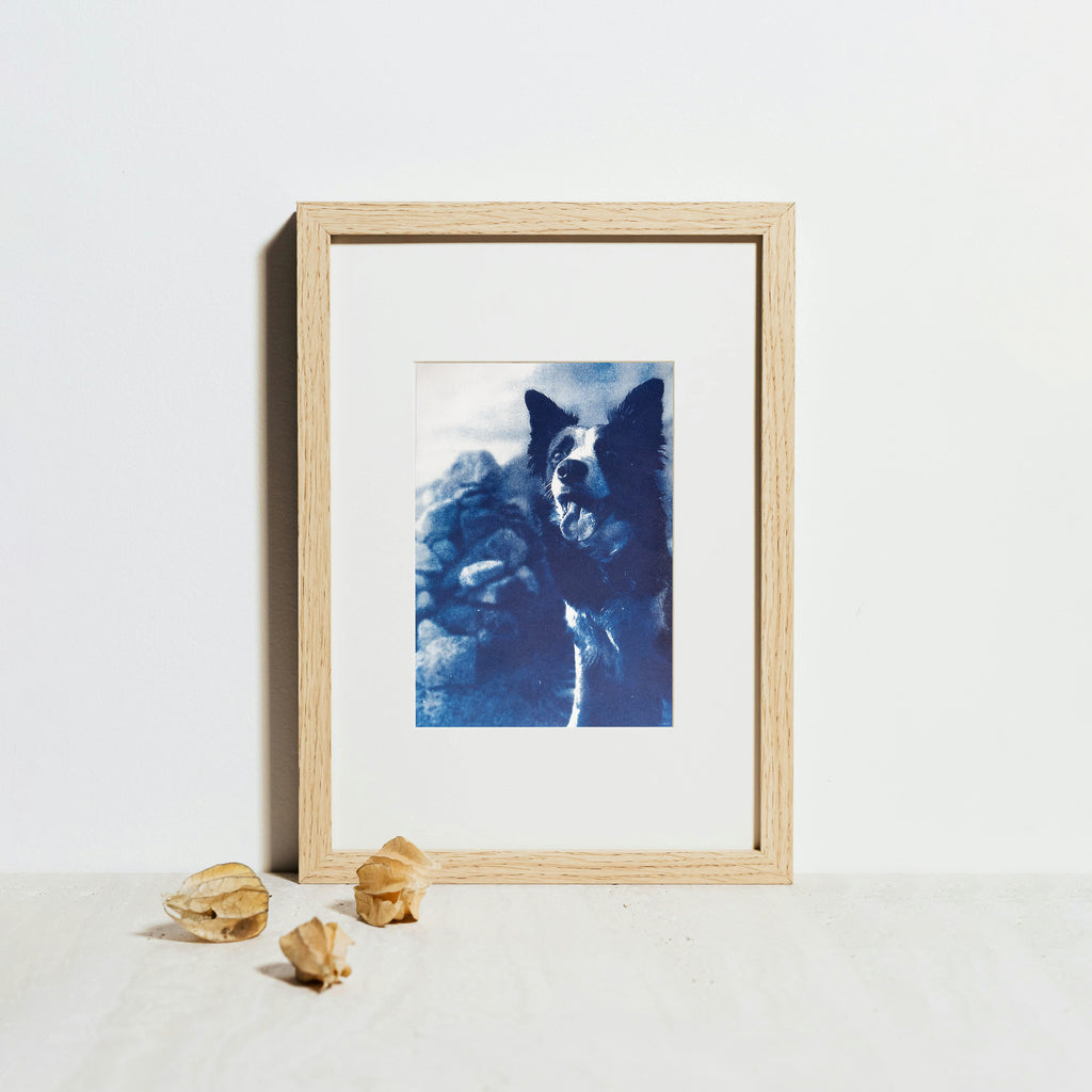 Votre animal en cyanotype - à partir de votre photographie