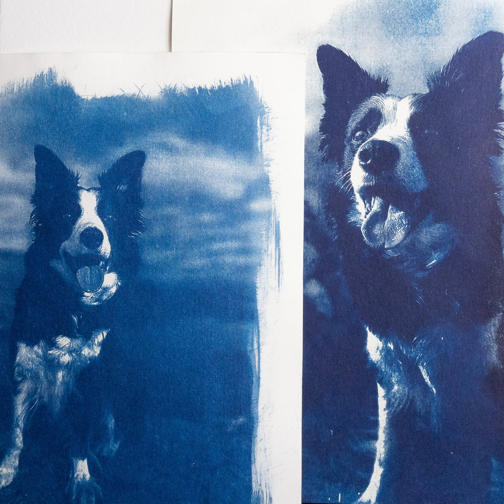 Votre animal en cyanotype - à partir de votre photographie