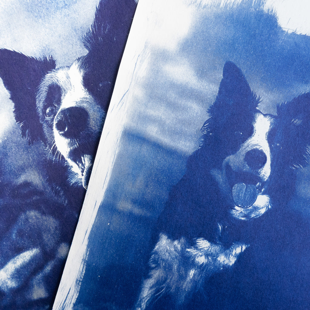 Votre animal en cyanotype - à partir de votre photographie