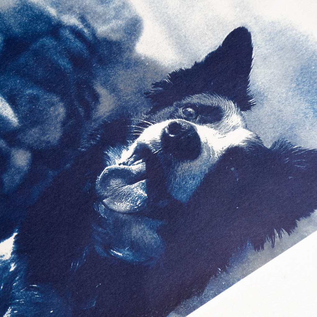 Votre animal en cyanotype - à partir de votre photographie