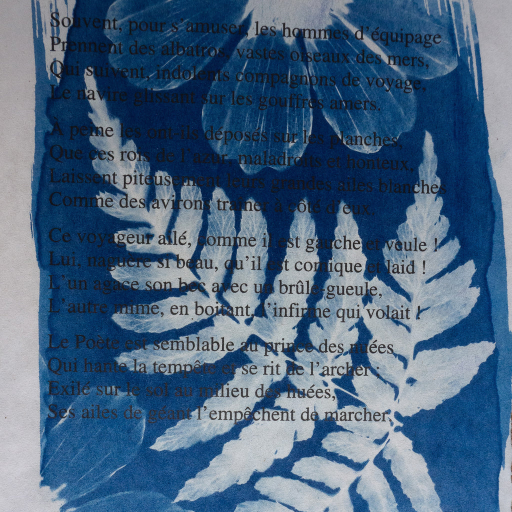 Cyanotype sur poésie - L'Albatros