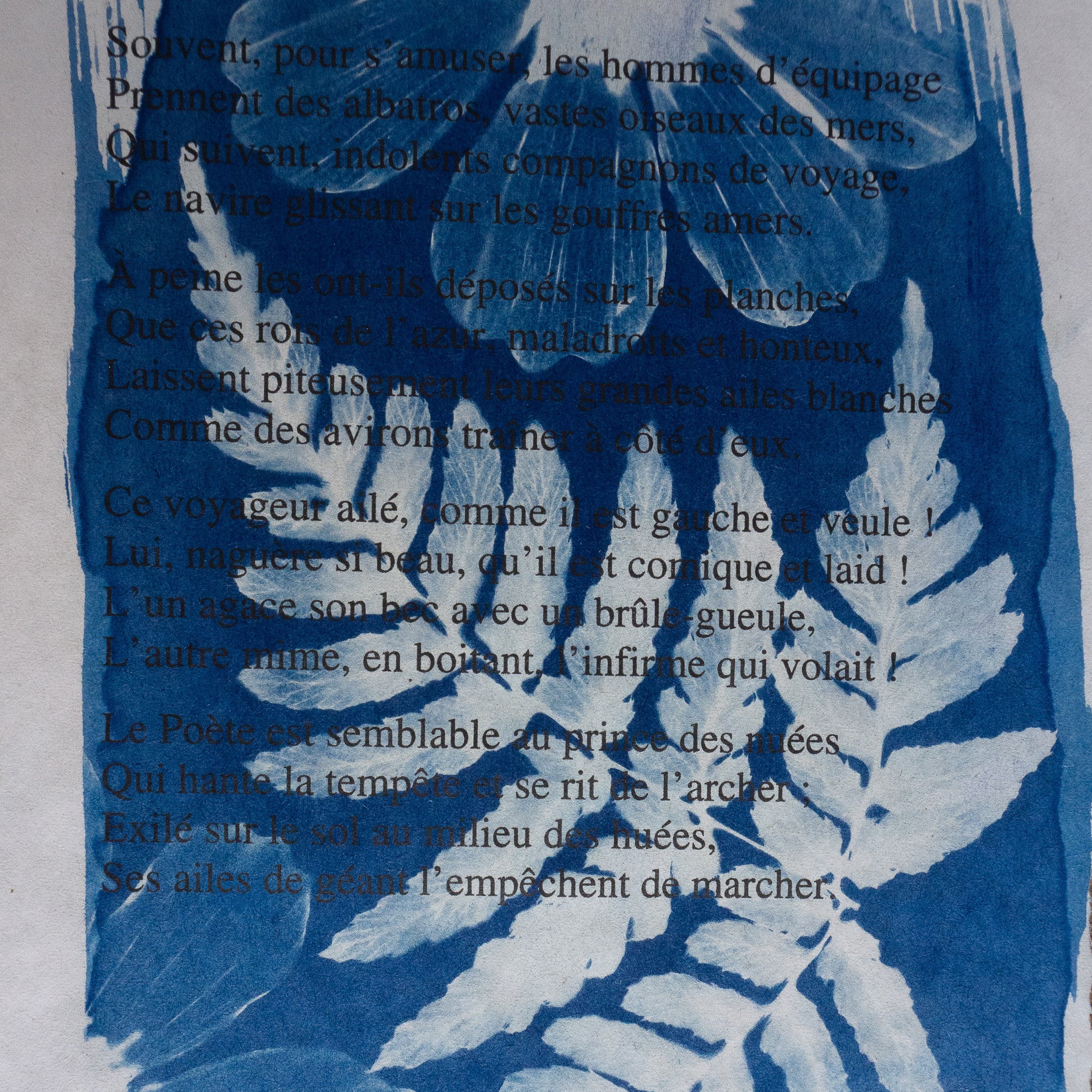 Cyanotype sur poésie - L'Albatros
