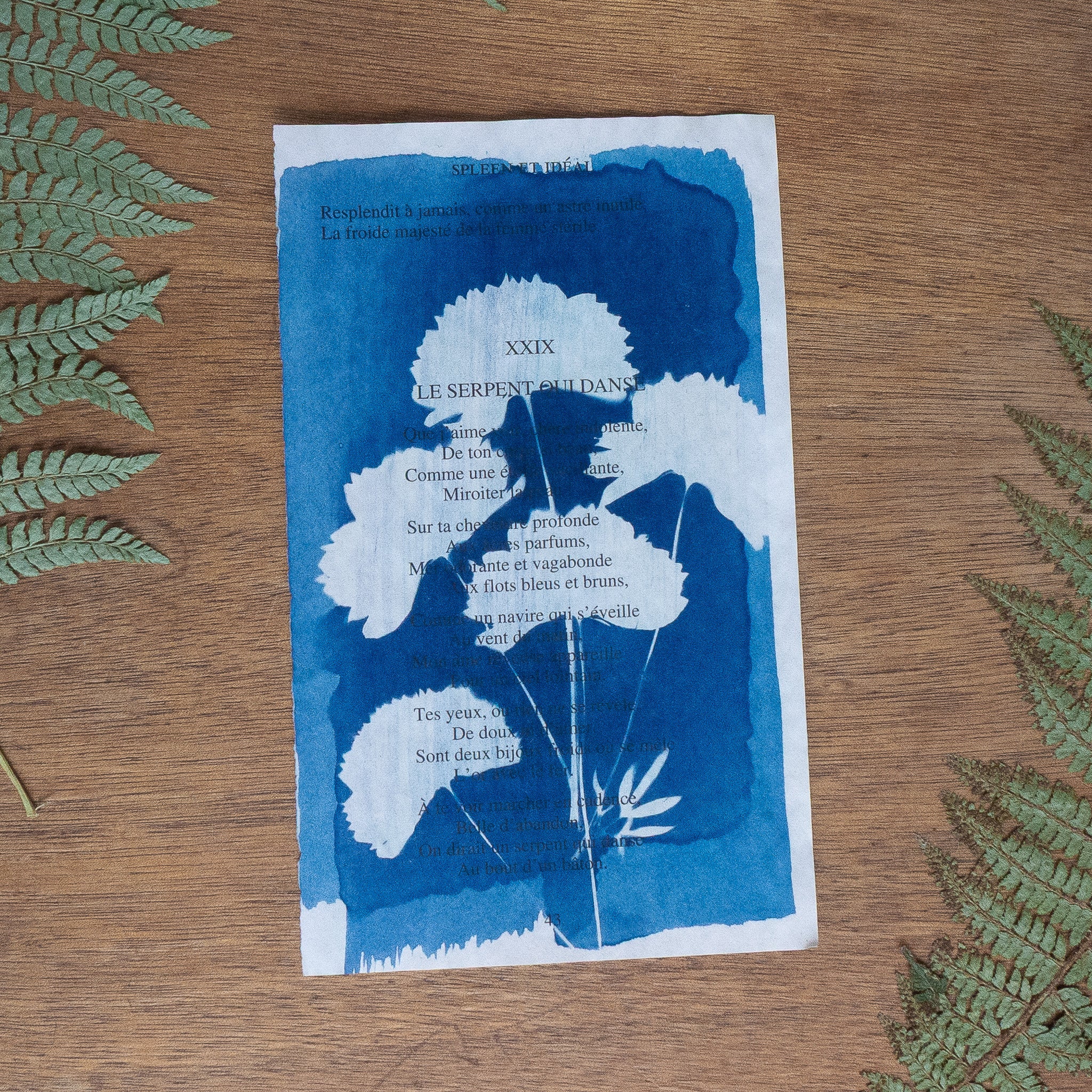 Cyanotype sur poésie - Le Serpent Qui Danse