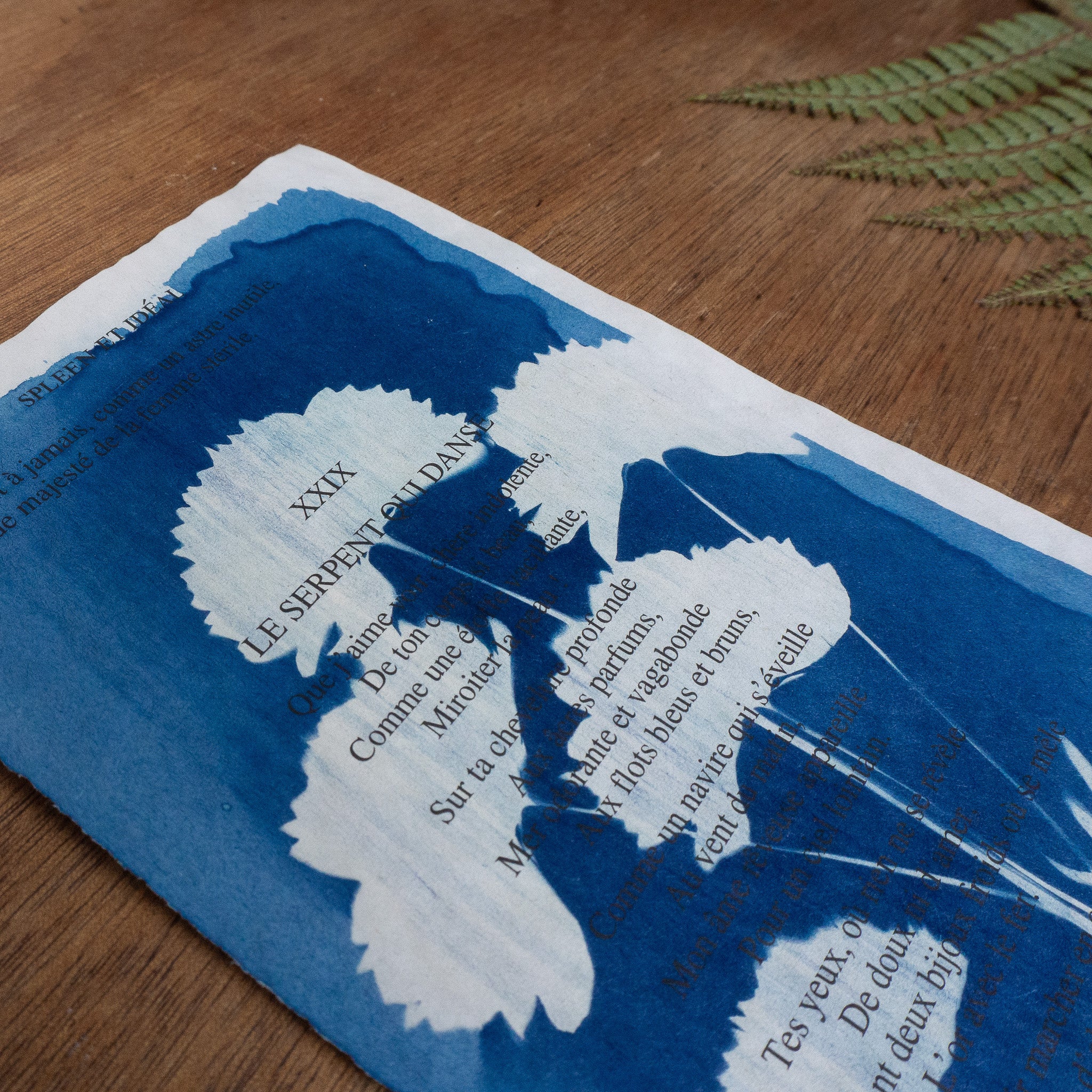 Cyanotype sur poésie - Le Serpent Qui Danse